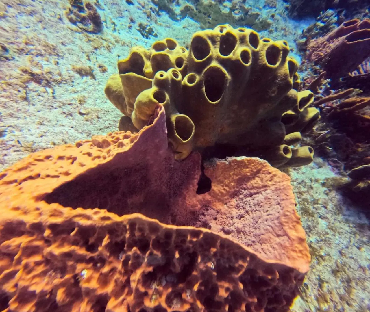 Scuba House! San Miguel, Cozumel Apartment Mexico