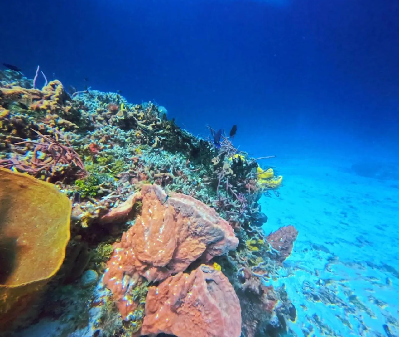 Apartmán Scuba House! San Miguel, Cozumel